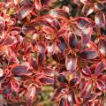 Koprosma Fire Burst