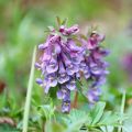 Pystykiurunkannus - Corydalis solida