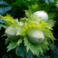 Pähkinäpensas - Corylus avellana