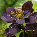 Peruukkipensas Royal Purple