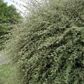 Tuhkapensaa - Cotoneaster franchetii