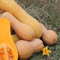Myskikurpitsa Waltham Butternut