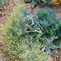 Euroopanmerikaali - Crambe maritima