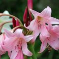 Kriinumi Rosea