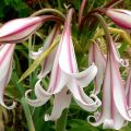 Kriinumi Striped Beauty