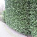 Leylandinsypressi - Cupressocyparis leylandii