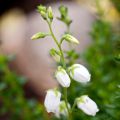 Irlanninnummikanerva Alba