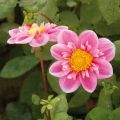 Kaulusdaalia Hartenaas