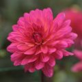 Koristedaalia Karma Fuchsiana