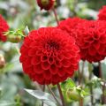 Pallodaalia Dahlia Red Fox