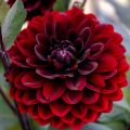 Pallodaalia Dark Spirit