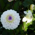 Koristedaalia Seniors White