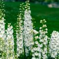 Tarharitarinkannus Galahad
