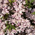 Nietospensas Yuki Cherry Blossom