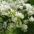 Sironietospensas - Deutzia gracilis