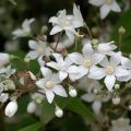 Nietospensas - Deutzia setchuenensis var. corymbiflora