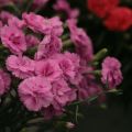 Sulkaneilikka Scent First Tickled Pink