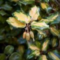 Poimukilsepensas Maculata