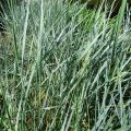 Sinivillivehnä - Elymus magellanicus