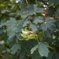 Niverävaahtera - Acer campestre