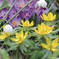 Turkintalventähti - Eranthis cilicica