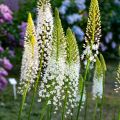 Himalajanmarskinlilja - Eremurus himalaïcus