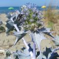 Meripiikkiputki - Eryngium maritimum