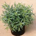 Rakuuna taimena - Artemisia dracunculus