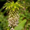 Töyhtövana - Eucomis bicolor
