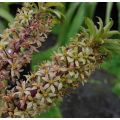 Töyhtövana Ssp. Pole-evansii