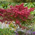 Pallesorvarinpensas - Euonymus alatus