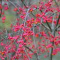 Euroopansorvarinpensas - Euonymus europaeus