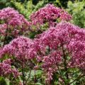 Täpläpunalatva Atropurpureum