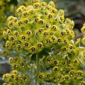 Vahatyräkki - Euphorbia characias