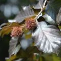 Euroopanpyökki Atropurpurea