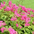 Ketomesiangervo - Filipendula purpurea