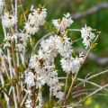 Vitipensas - Abeliophyllum distichum