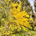 Komeaonnenpensas Spectabilis