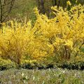 Komeaonnenpensas - Forsythia x intermedia