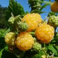 Vadelma Golden Everest luomu