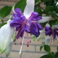 Verenpisara Blue Angel
