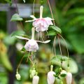 Verenpisara Pink Marshmallow