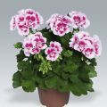 Vyöhykepelargoni Flowerfairy White Splash