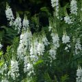 Rehuvuohenherne Alba