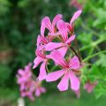 Riippapelargoni Balcon Lilas Lila