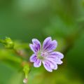 Hämykurjenpolvi - Geranium nodosum