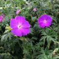 Verikurjenpolvi - Geranium sanguineum