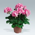 Vyöhykepelargoni PAC Candy Rose