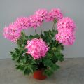 Vyöhykepelargoni Fireworks Pink