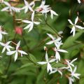 Enkeliperhoangervo - Gillenia trifoliata